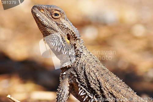 Image of lizard getting warm