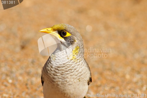 Image of noisy miner