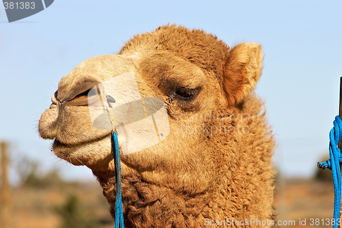 Image of close up of camel