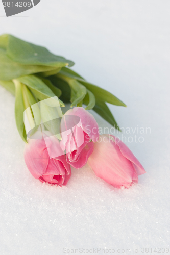 Image of Spring card with tulips in the snow