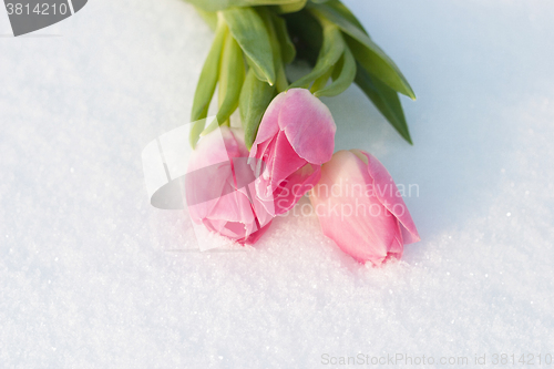 Image of Spring card with tulips in the snow