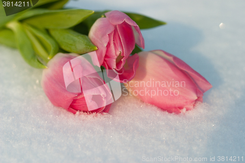 Image of Spring card with tulips in the snow