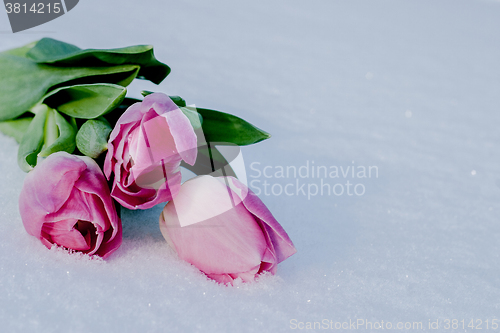 Image of Spring card with tulips in the snow