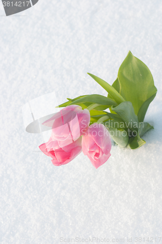 Image of Spring card with tulips in the snow