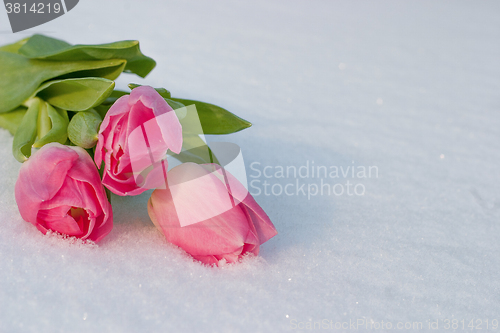 Image of Spring card with tulips in the snow