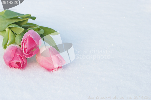 Image of Spring card with tulips in the snow