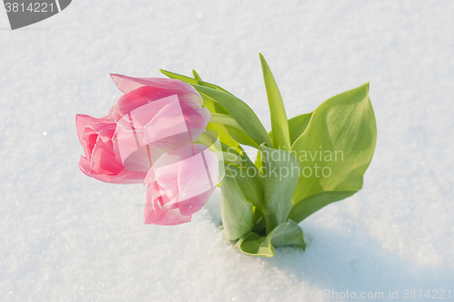 Image of Spring card with tulips in the snow