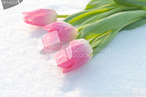 Image of Spring card with tulips in the snow