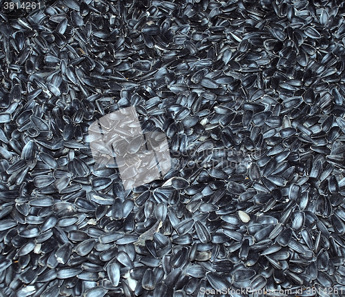 Image of black sunflower seeds