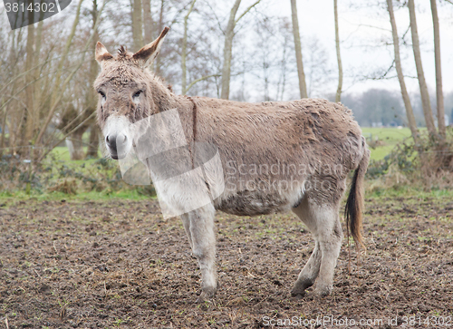 Image of Donkey in the field