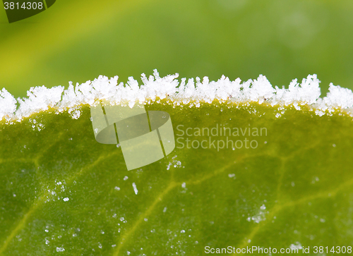 Image of Green leaf with ice