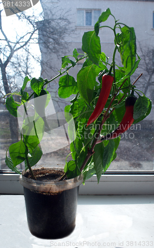 Image of home sturdy red pepper