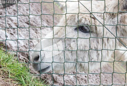 Image of Donkey behind a green fence