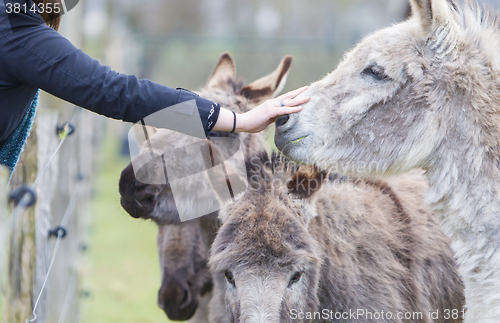 Image of Donkeys seeking attention