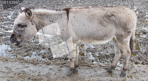 Image of Donkey in the field