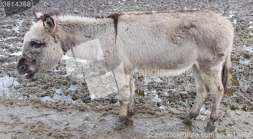 Image of Donkey in the field