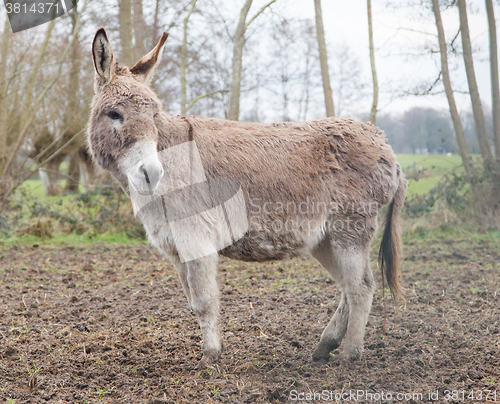 Image of Donkey in the field