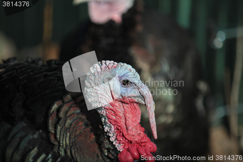 Image of Turkey