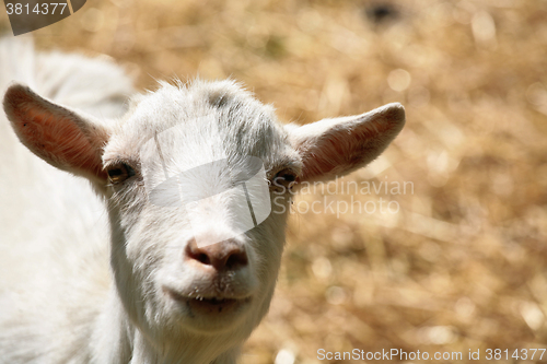 Image of farm goat