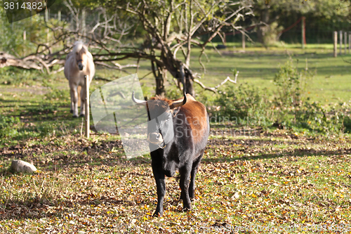 Image of danish cows 