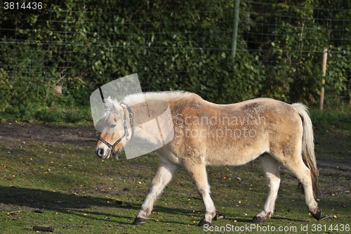 Image of danish horses