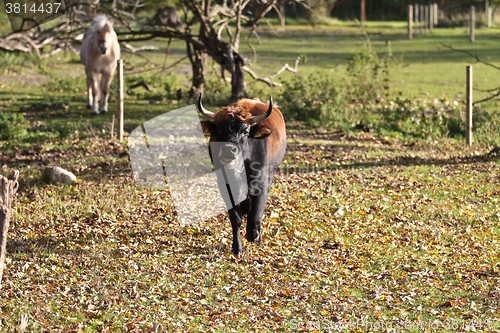 Image of danish cows 