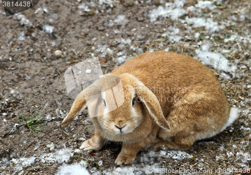 Image of Rabbit