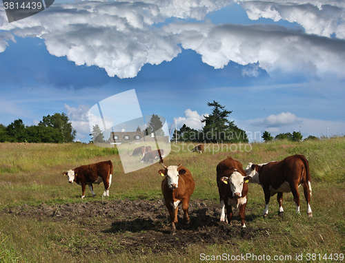 Image of danish cows 