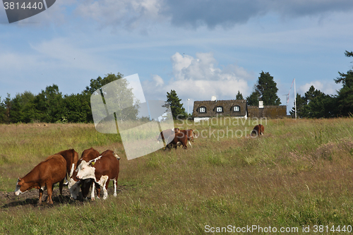 Image of danish cows 