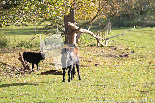 Image of danish cows 