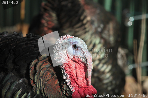 Image of Turkey
