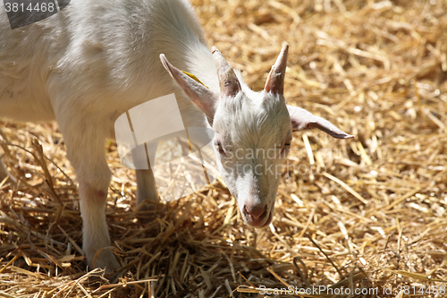 Image of farm goat