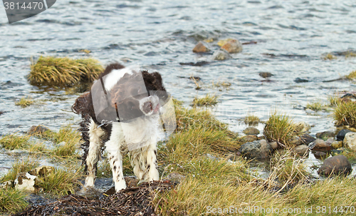 Image of Child and dog