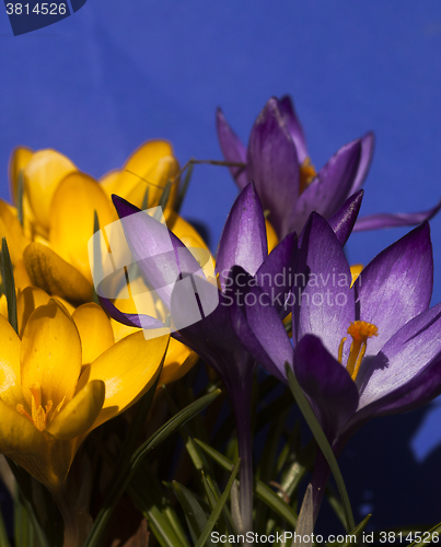 Image of crocus