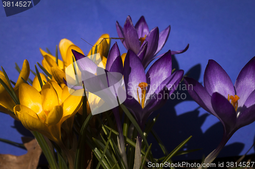 Image of crocus