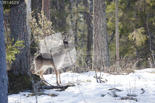 Image of fallow deer