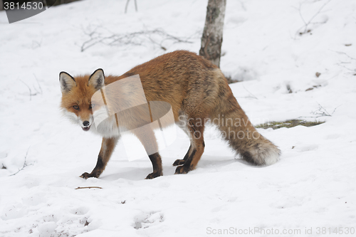 Image of red fox