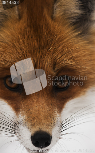 Image of fox