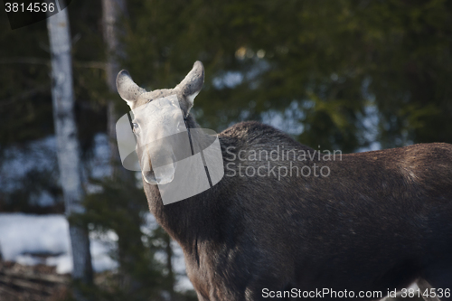 Image of moose