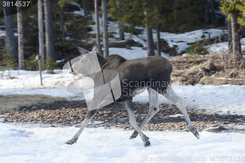 Image of running moose