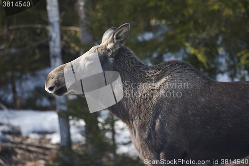 Image of moose