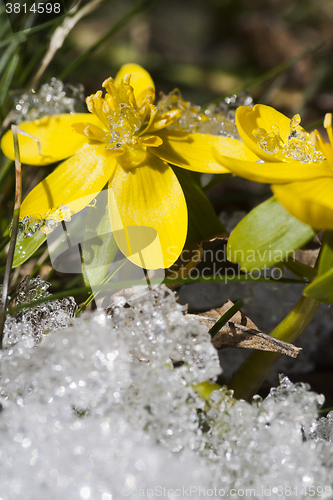 Image of winter aconites in snow