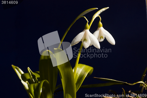 Image of snowdrops