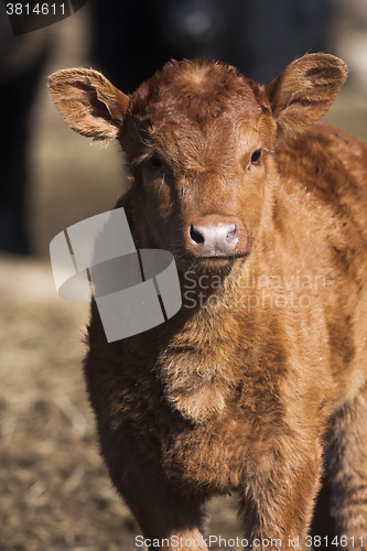 Image of calf