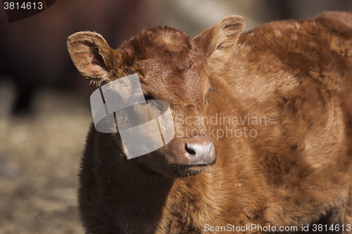 Image of calf