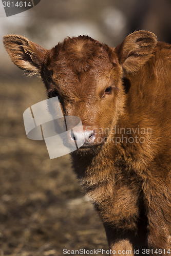 Image of calf