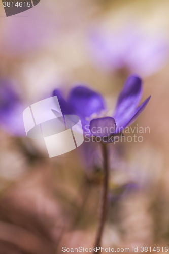 Image of blue anemone