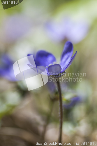 Image of blue anemone