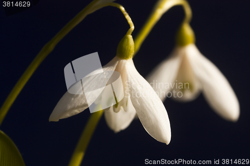 Image of snowdrops