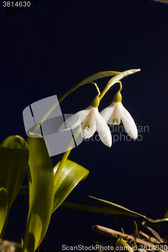 Image of snowdrops